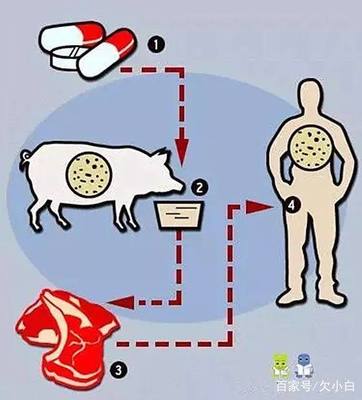 “抗生素肉”摆满中国人餐桌,猪肉含量居然是牛肉的5倍、鸡肉的2倍