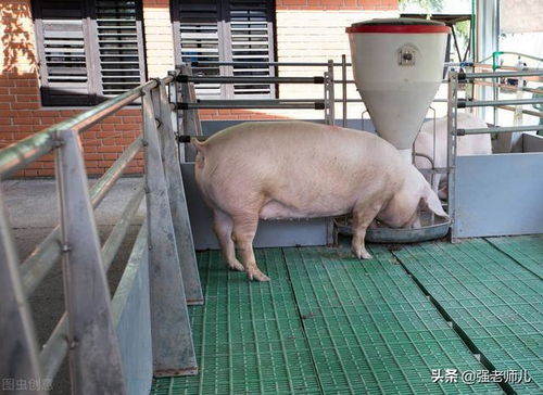 菜比肉贵咋回事 猪肉开始两极分化,暗藏农村致富新思路