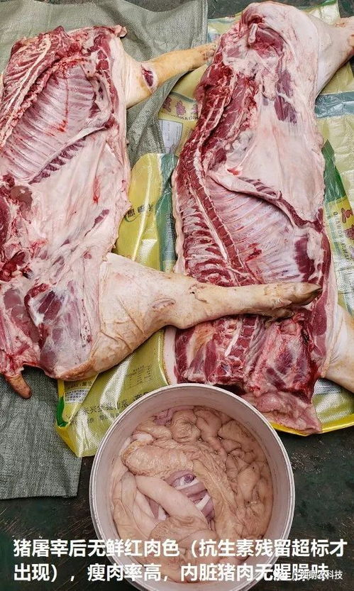 高品质肉猪是什么样的 大量供应长期运用益生菌 中草药无抗生素残留的土味十足肉猪