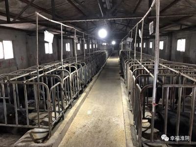 “淮黑”牌黑猪肉代表我区优质农产品亮相“食博”