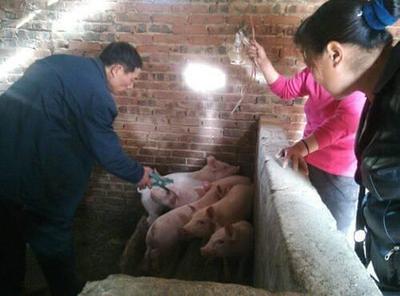 抗生素不能停,猪肉你还敢吃吗