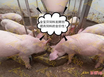 利用金宝贝发酵饲料可实现育肥猪优质高效生产